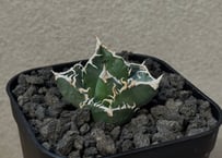 アガベ　チタノタ　流星　五頭株 アガベ・チタノタ 流星(台湾Lize産)-001｜agave titanota Meteor