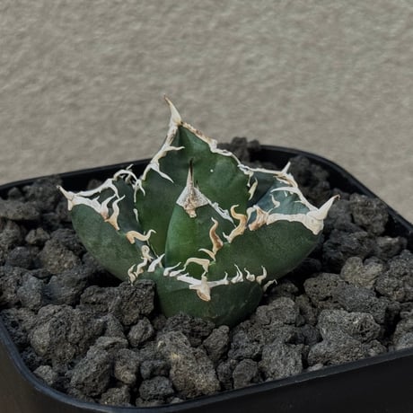 あ*め様 アガベ sad 南アフリカダイヤモンドB アガベ チタノタ 南アフリカ ダイヤモンド(SAD) 3号｜芳樹園