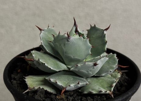 CATEGORY agave isthmensis｜白銀甲蟹 | Plus_Plants STORE