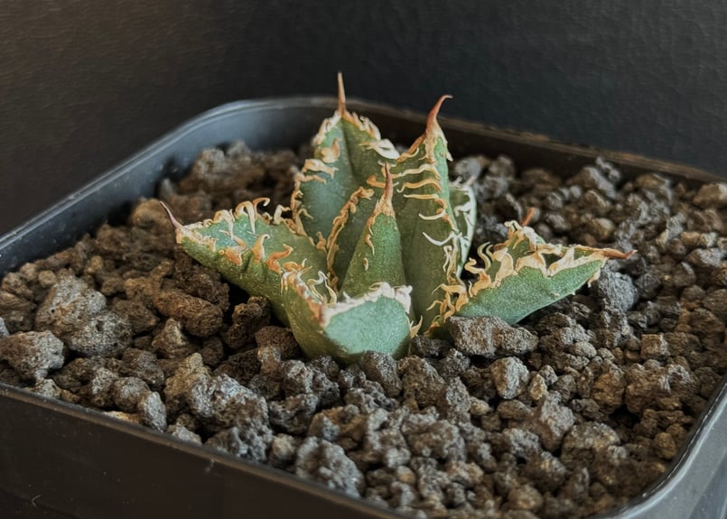 アガベ・チタノタ 蒼龍(芽)-004｜agave titanota blue dragon |