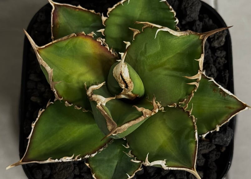 アガベ・チタノタ 緑幽霊（芽）-005｜agave titanota green ghost