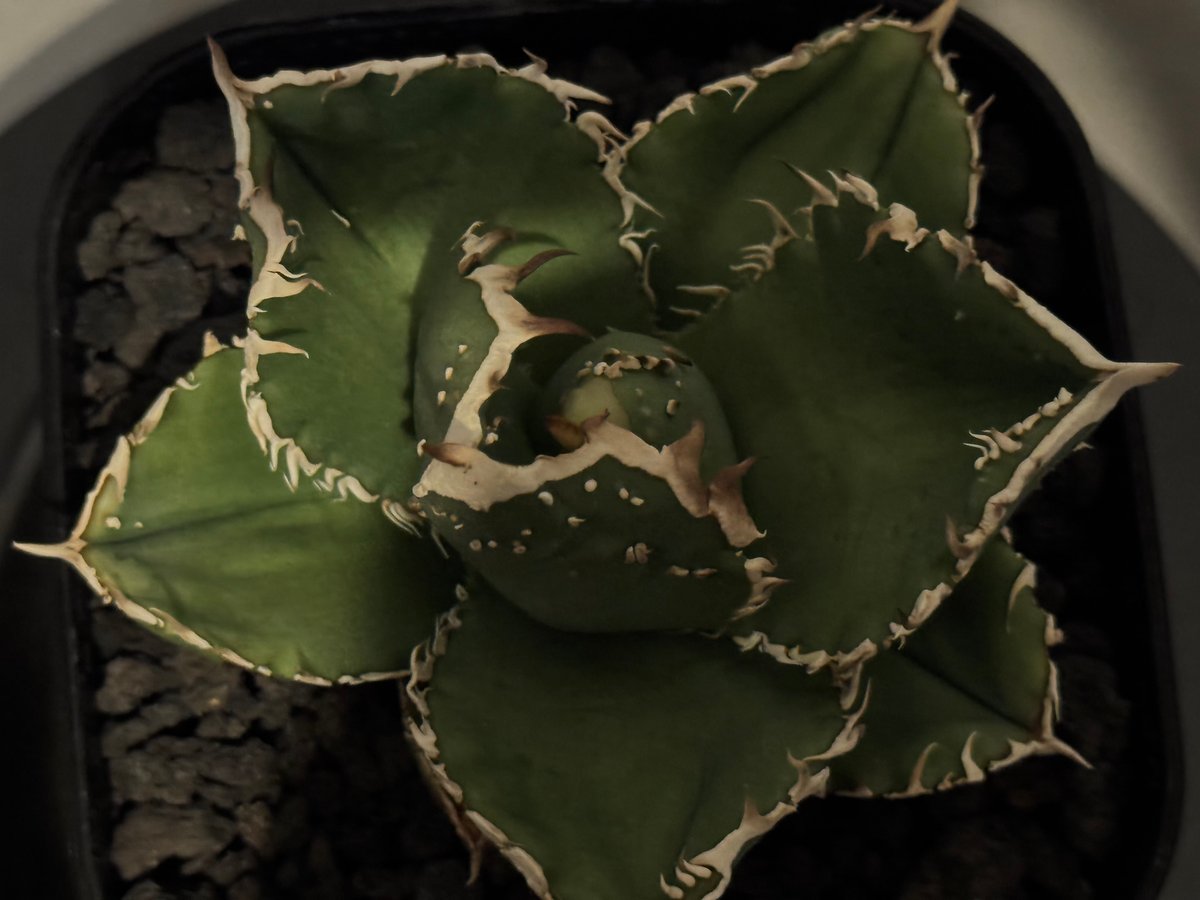 アガベ チタノタ 流星 titanota agave fit=scale-down,w=1200