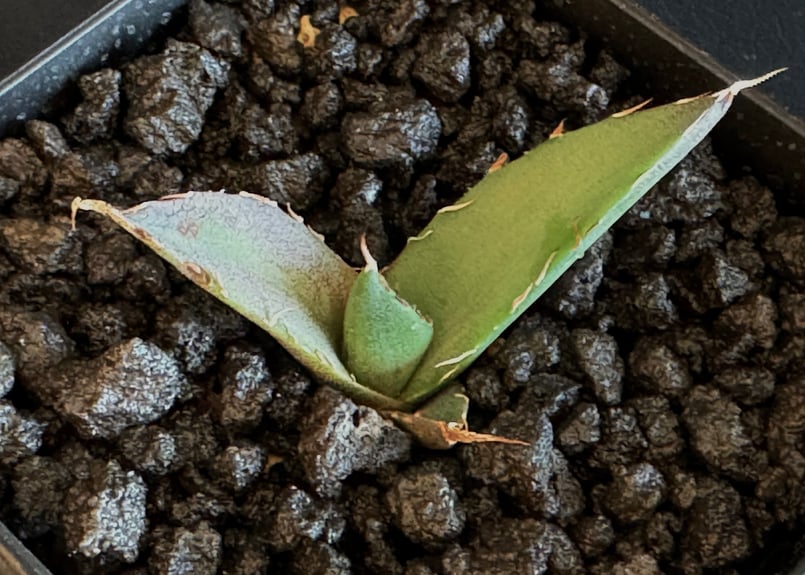 アガベ・チタノタ ハデス (黒帝斯) 芽-036|agave titanota アガベ・チタノタ ハデス (黒帝斯) 芽-036|agave titanota