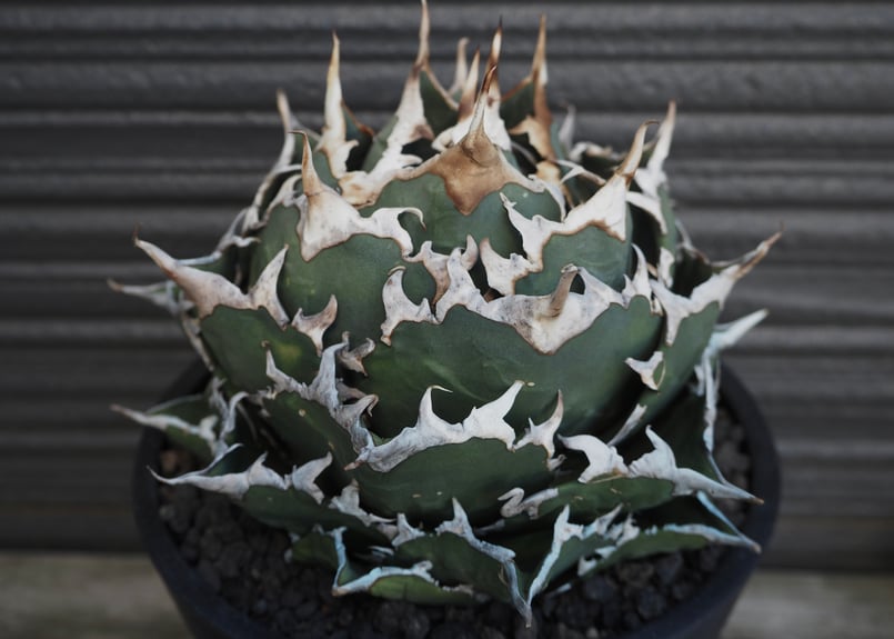 アガベ・チタノタ 夕映厳竜（ボールタイプ）特大-012｜agave titanota