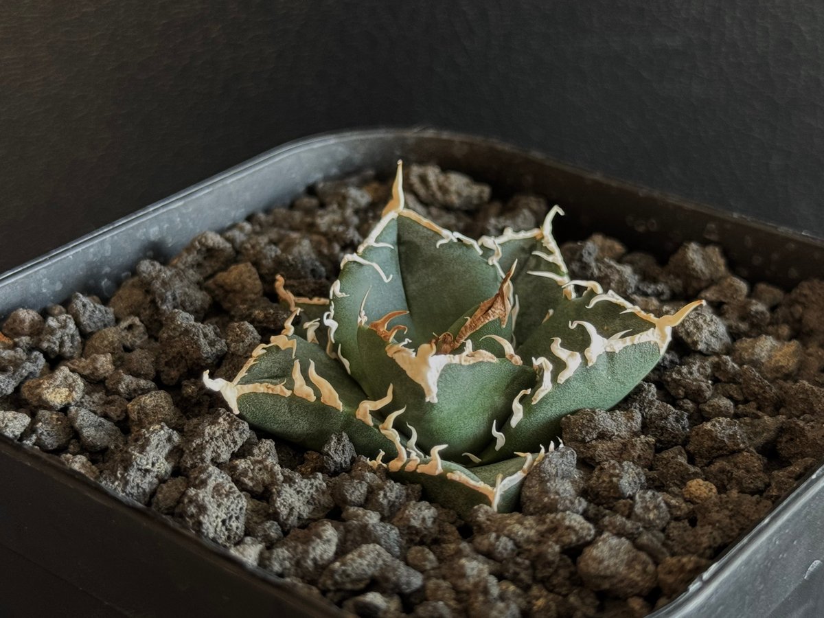 立可白/SAD(芽)-035|agave titanota south african dia 立可白/SAD(芽)-035|agave titanota south african dia