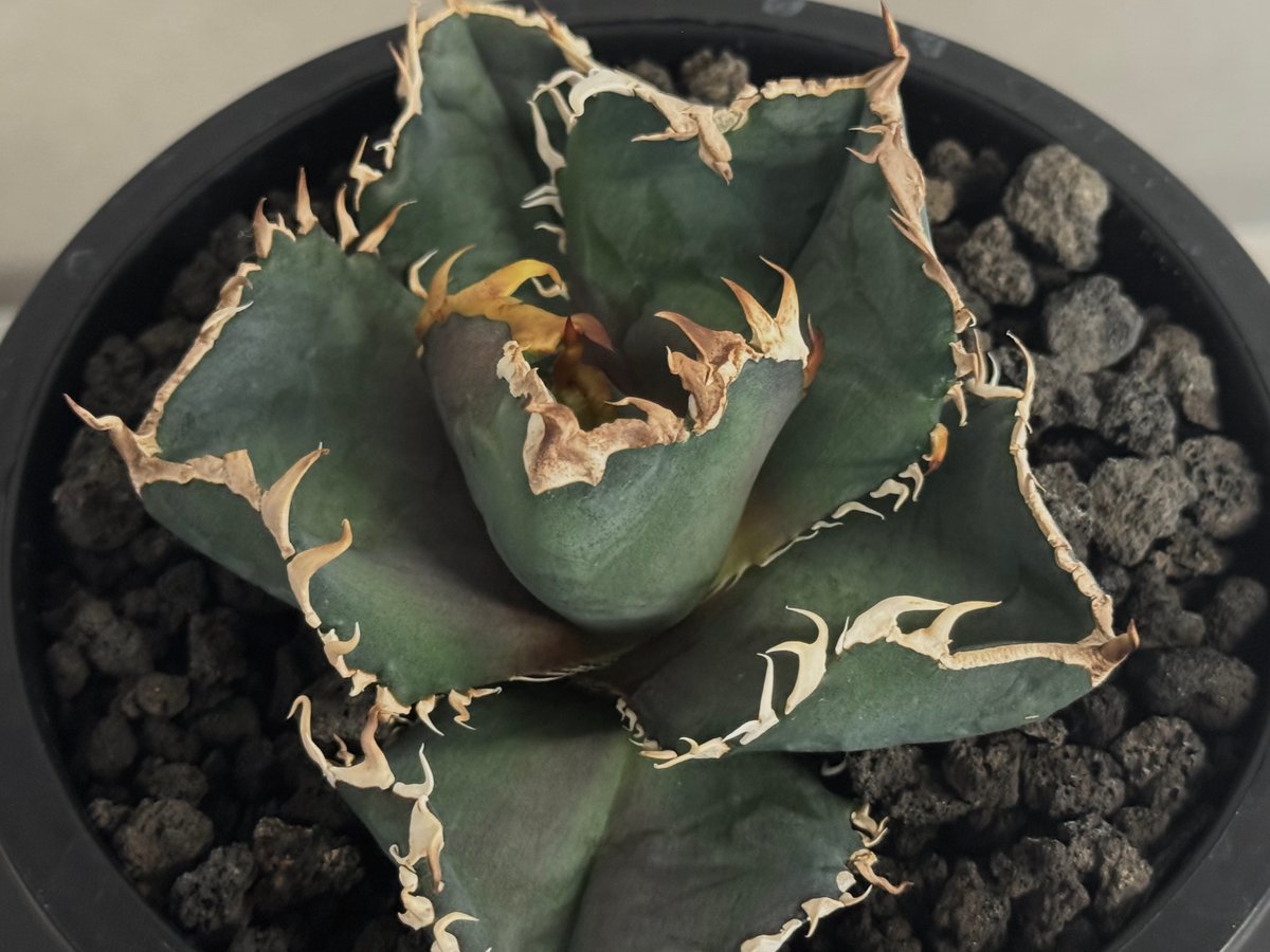 アガベ・チタノタ 金剛（芽/大）-014｜agave titanota kingkong |