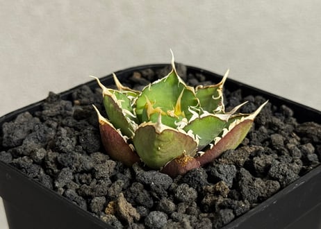 CATEGORY Titanota green submariner｜緑水鬼 | Plus_P