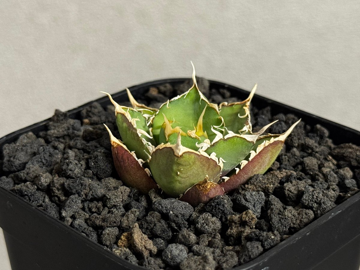 アガベ・チタノタ 緑水鬼(芽)-006｜agave green submariner | Pl