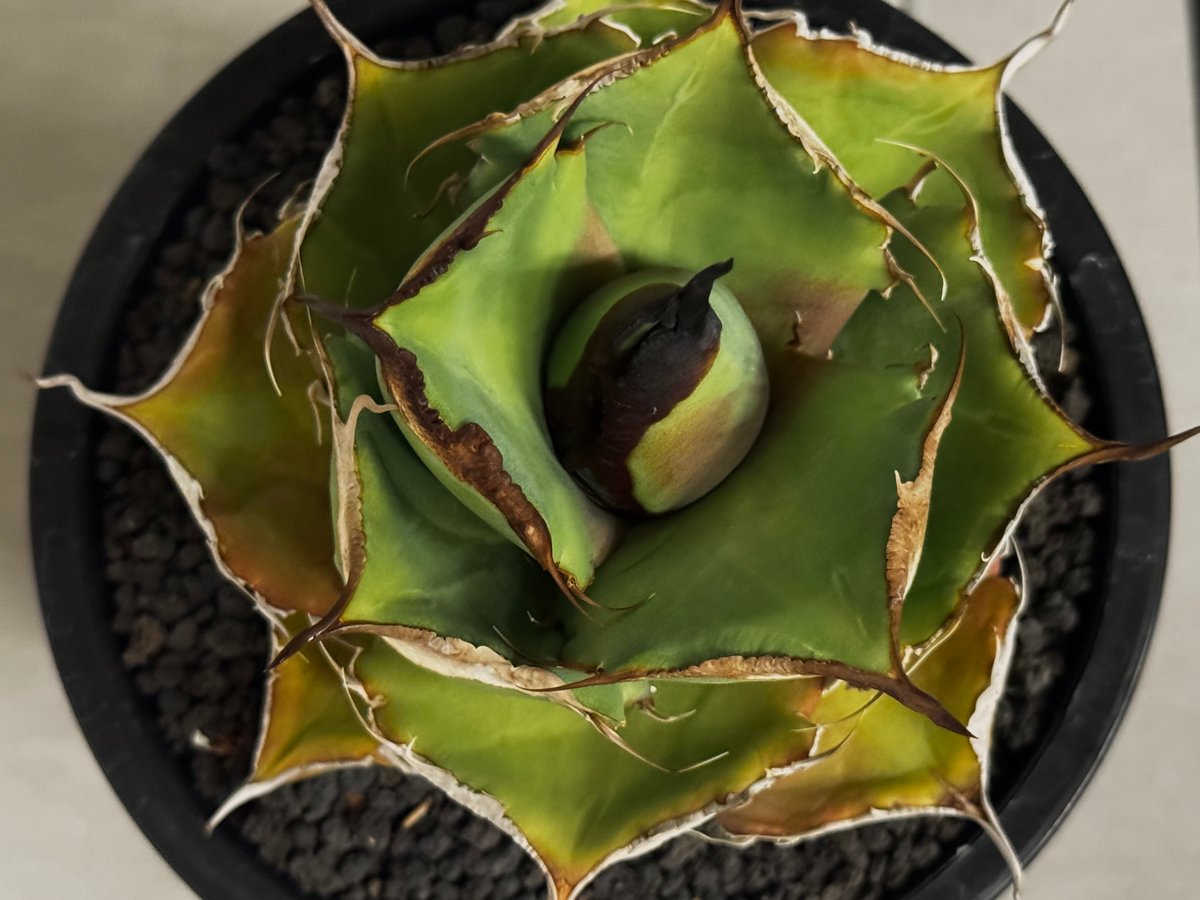 アガベ・チタノタ 黒豹（中株）-061｜agave titanota black panthe