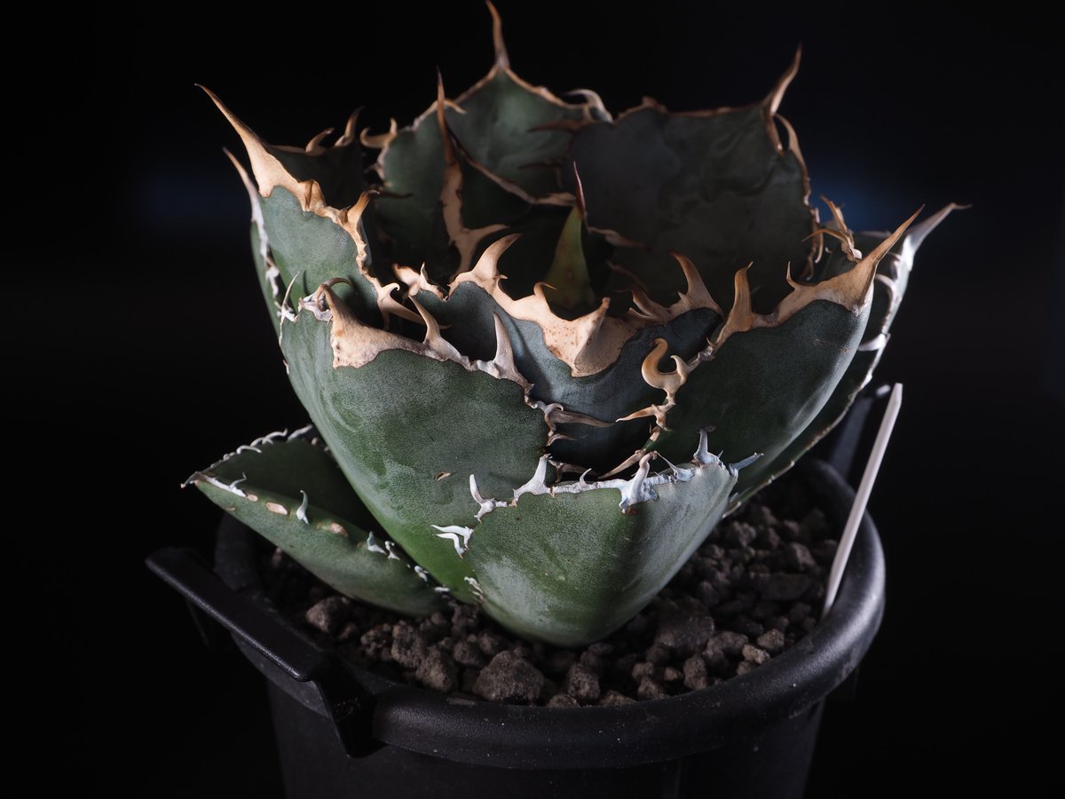 Y599 アガベ　agave チタノタ 白鯨 極上株