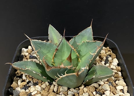 アガベ 羽毛 羽ノギ agave titanota feather アガベ 羽毛 羽ノギ agave titanota feather
