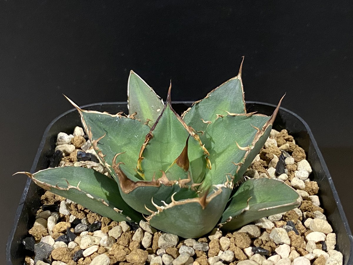 【Lize産】Agave Titanota 羽毛　子株