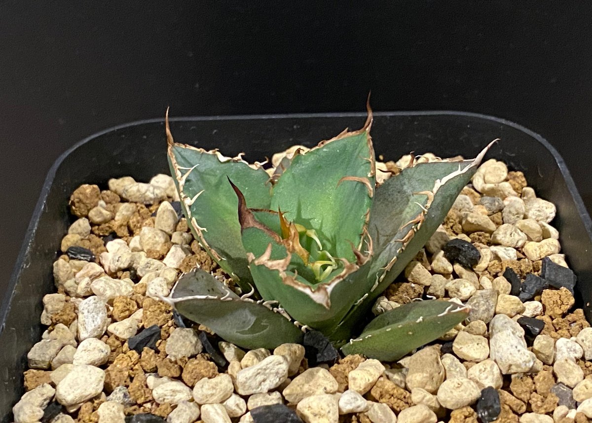 アガベ・チタノタ 羽毛(小)-002|agave titanota feather | Plu...