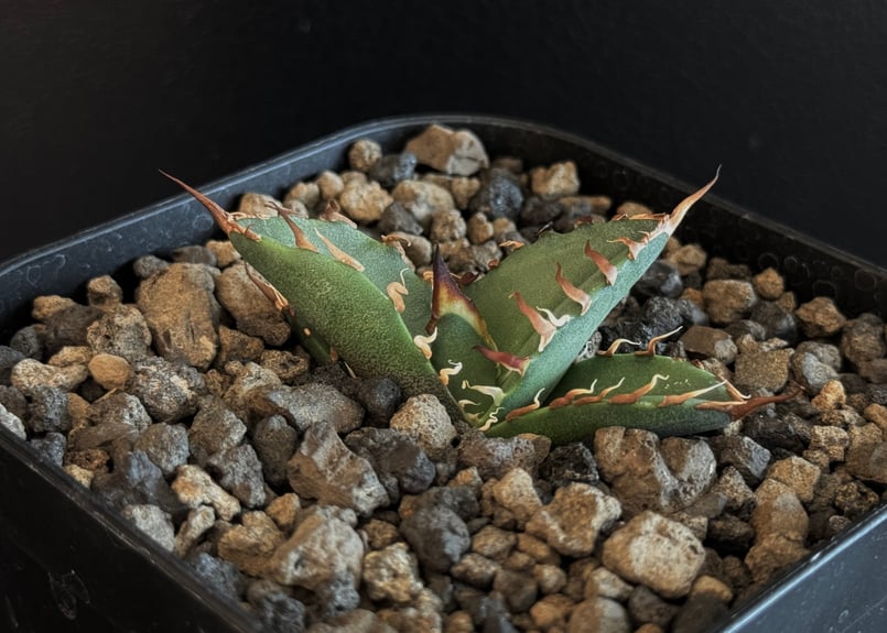 アガベ チタノタ シーザー 活着済み！【陽炎・大株・ボール型】 Agave Titanota Caesar アガベ チタノタ シーザー / 中株(4号鉢
