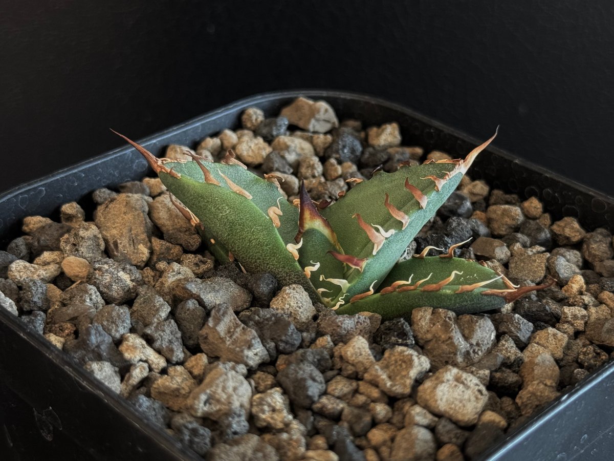 特選株】アガベ・チタノタ シーザー(芽)-045|agave titanota 特選株】アガベ・チタノタ シーザー(芽)-045|agave titanota