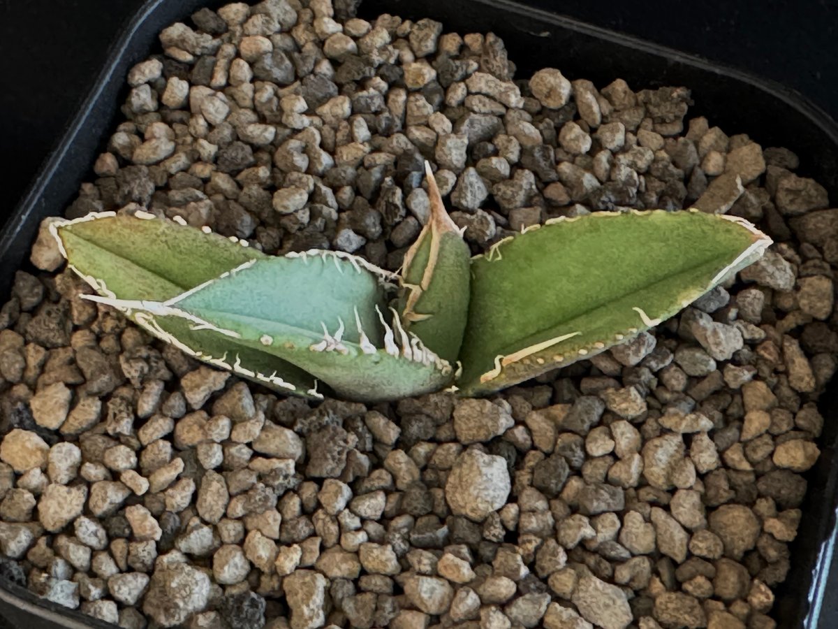 妖狐 】アガベチタノタ龍球會産/発根済み/天芽超絶バンド親株2枚目参照