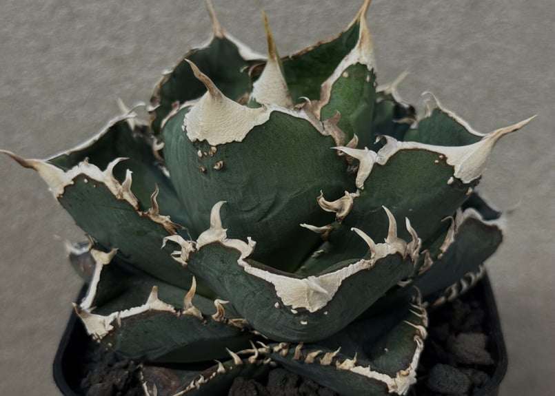 アガベチタノタ追星成株‼️なり株参考までに アガベ・チタノタ CG01 追星（芽/大）-007｜agave CG01/Cok