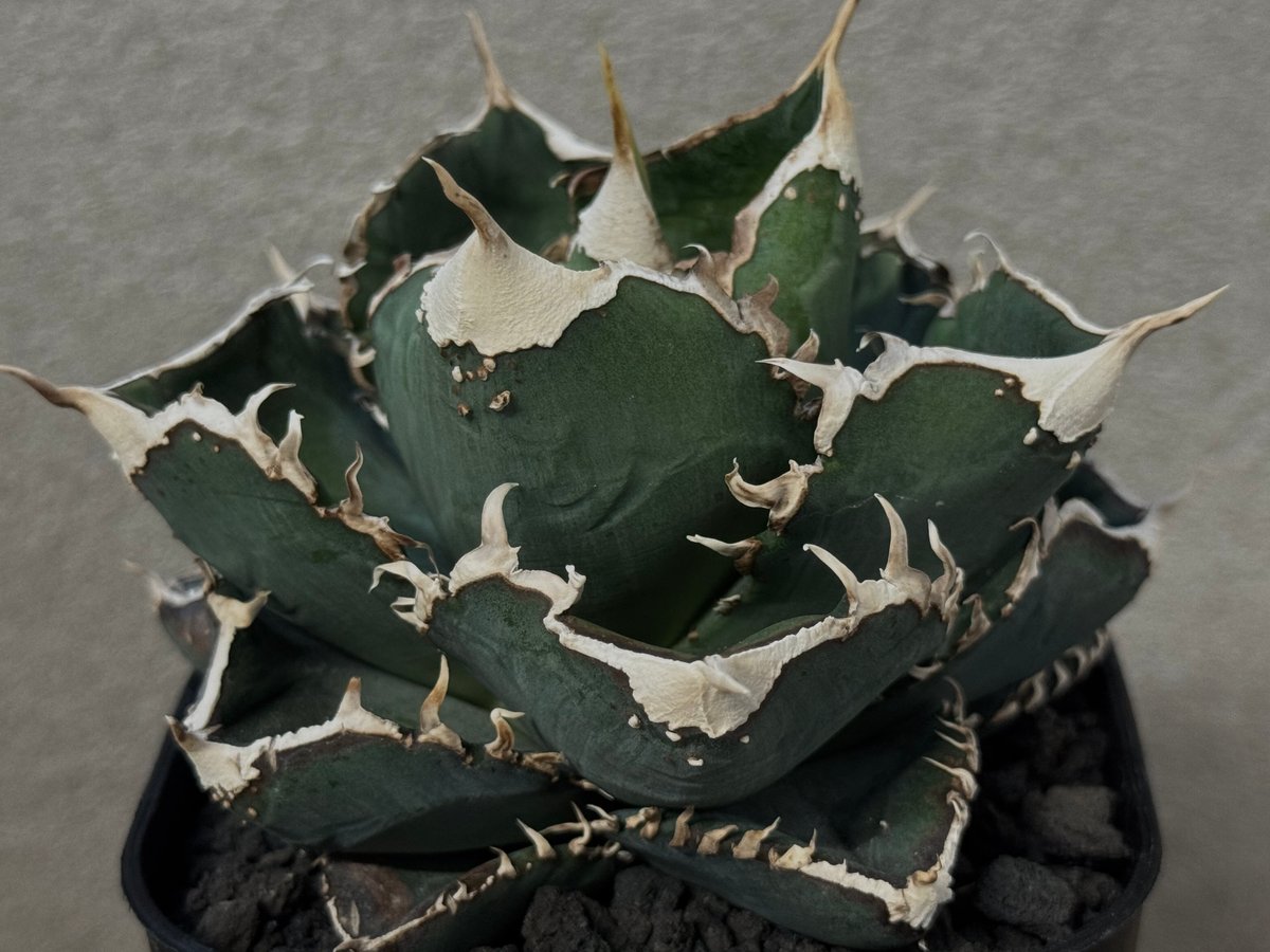 アガベ・チタノタ 繁星（小株）-058｜agave titanota star