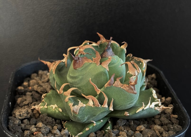 アガベ・チタノタ 魔丸（小株）-029｜agave titanota imps