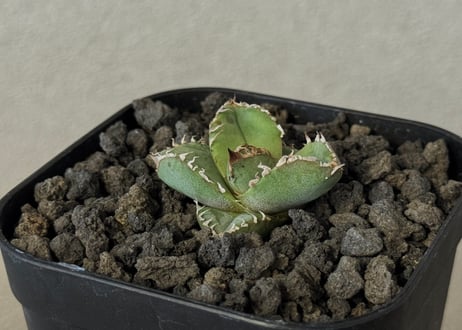 CATEGORY Titanota Ma Hua Long｜麻花/麻花龍/金蟬 | Plus_