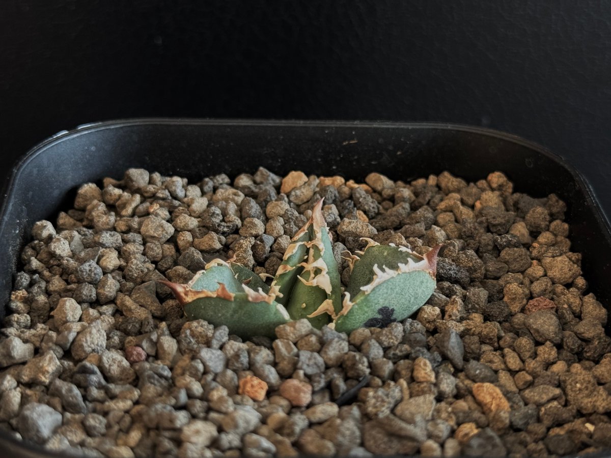 アガベ・チタノタ 鰐亀(芽)-007|agave titanota alligator sna アガベ・チタノタ 鰐亀(芽)-007|agave titanota alligator sna