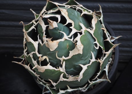 アガベ・チタノタ白鯨（ボールタイプ）大-071｜agave titanota white whale