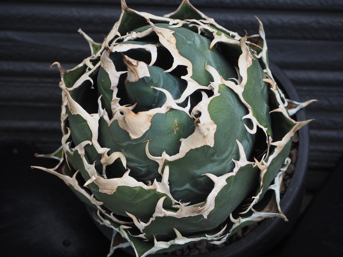 アガベ チタノタ 翡翠 アクアマリン Yahoo!オークション - Agave Titanota Variegated Jade