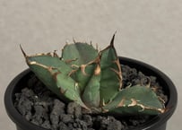 アガベ・チタノタ 達磨(芽)-005｜agave titanota DARUMA | Plus