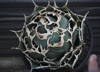 アガベ・チタノタ シーザー（凱撒）中-019｜agave titanota