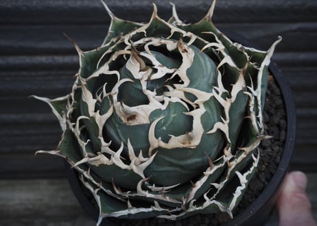 アガベ・チタノタ白鯨（ボールタイプ）大-037｜agave titanota white whale