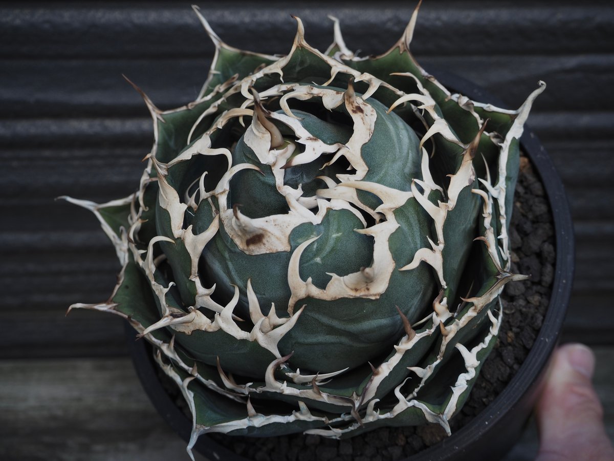 アガベ・チタノタ白鯨(ボールタイプ)大-037|agave titanota アガベ・チタノタ白鯨(ボールタイプ)大-037|agave titanota