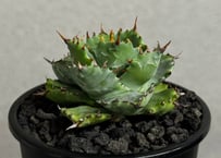 アガベ・チタノタ 皇冠(台湾Lize血統)-009｜agave titanota Crown