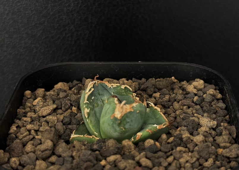 アガベ　チタノタ　オテロイ　疣猪　ブツブツ　子株　3 アガベ チタノタ オテロイ 疣猪 ブツブツ 子株 3 アガベ