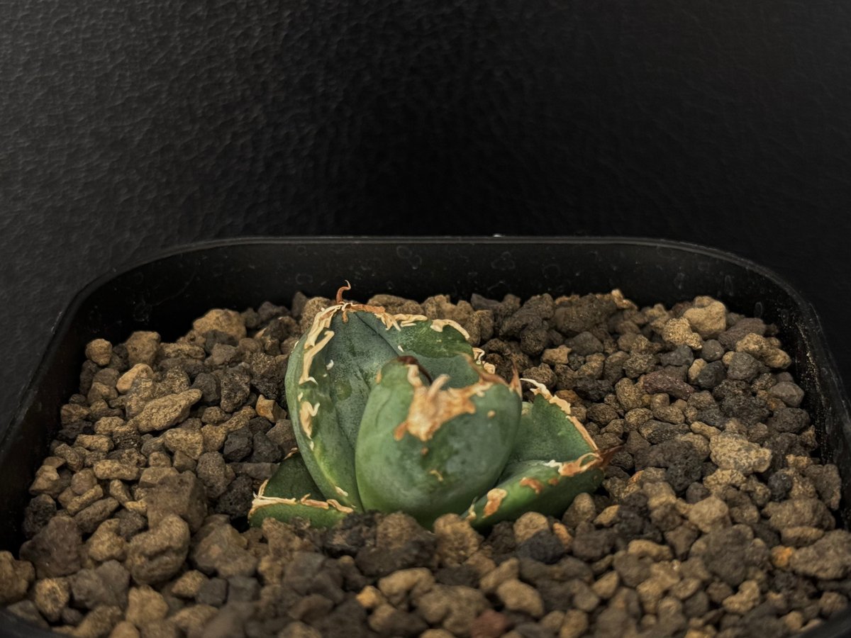 アガベ・チタノタ 疣猪/丸叶背刺(芽/小)-005|agave titanota アガベ・チタノタ 疣猪/丸叶背刺(芽/小)-005|agave titanota