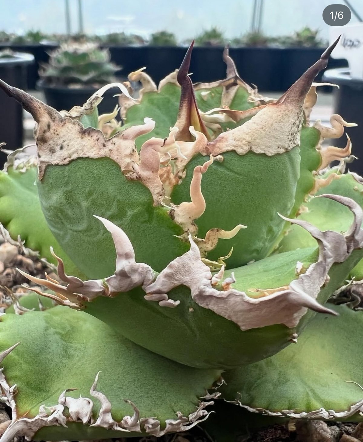 アガベ・チタノタ LQH_火（芽）-001｜agave titanota mars | Plu