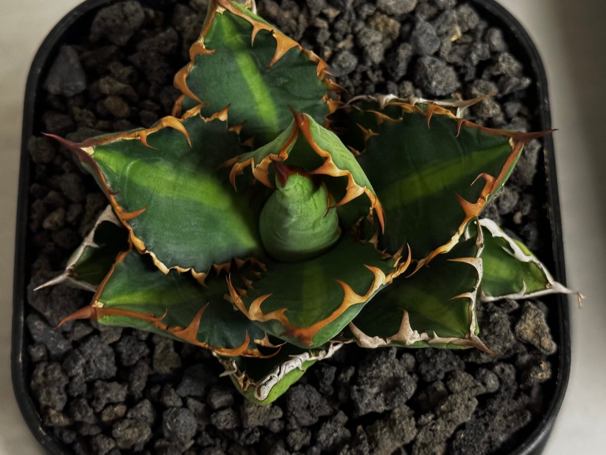 アガベ・チタノタ 萬代 X 厳竜(寛版刺/Lize血統)芽-011|agave アガベ・チタノタ 萬代 X 厳竜(寛版刺/Lize血統)芽-011|agave