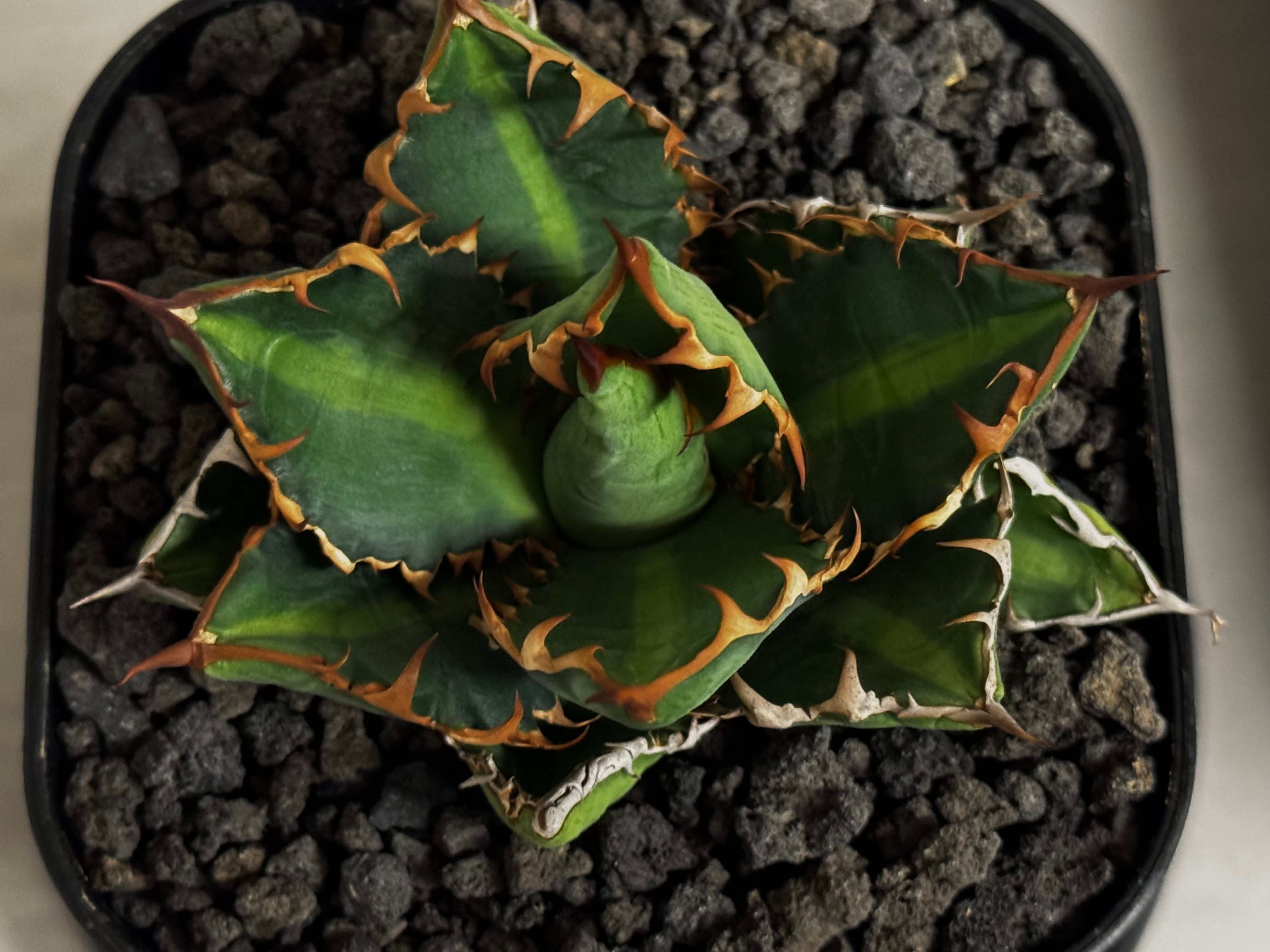 アガベ・ハイブリッド 萬代 X 厳竜（寛版刺/Lize血統）芽-011｜agave