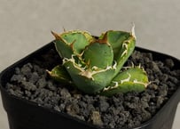 アガベ・チタノタ ハンスのぶつぶつ（芽）-003｜agave titanota Hanes n