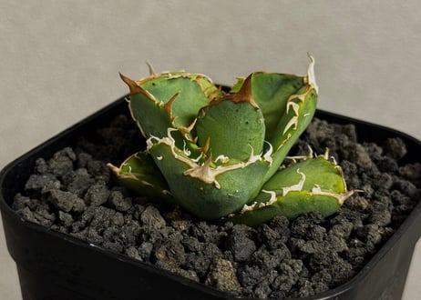 CATEGORY Titanota warthog｜疣猪 | Plus_Plants STORE