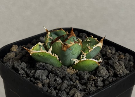 Plus_Plants STORE