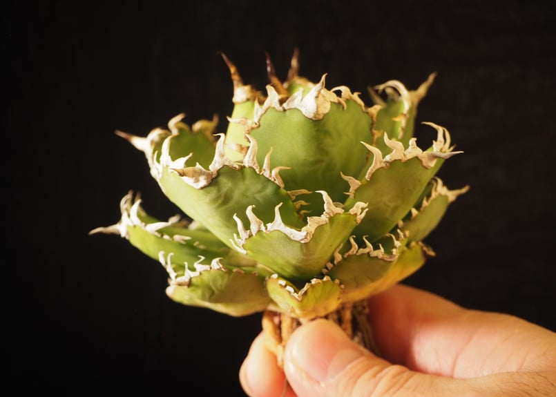 【鉢ごと メルカリ便】アガベ チタノタ フィリグリー 圓葉拇指　子株付きです アガベ チタノタ フィリグリー / 圓葉拇指 【台湾産/抜き苗