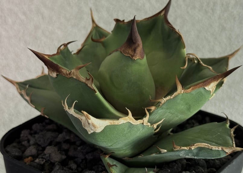 白犀牛 アガベ 中株③ アガベ・チタノタ 白犀牛(芽)-003|Titanota white rhino