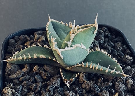 CATEGORY Titanota werewolf｜狼人 | Plus_Plants STORE