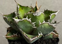 アガベ・チタノタ 皇冠(台湾Lize産)-006｜agave titanota Crown |
