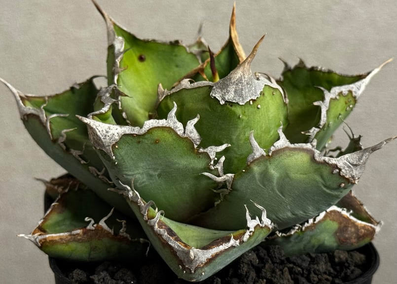 アガベ・チタノタ 繁星（小株）-069｜agave titanota star‐studded