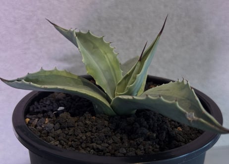 CATEGORY agave｜アガベ | Plus_Plants STORE