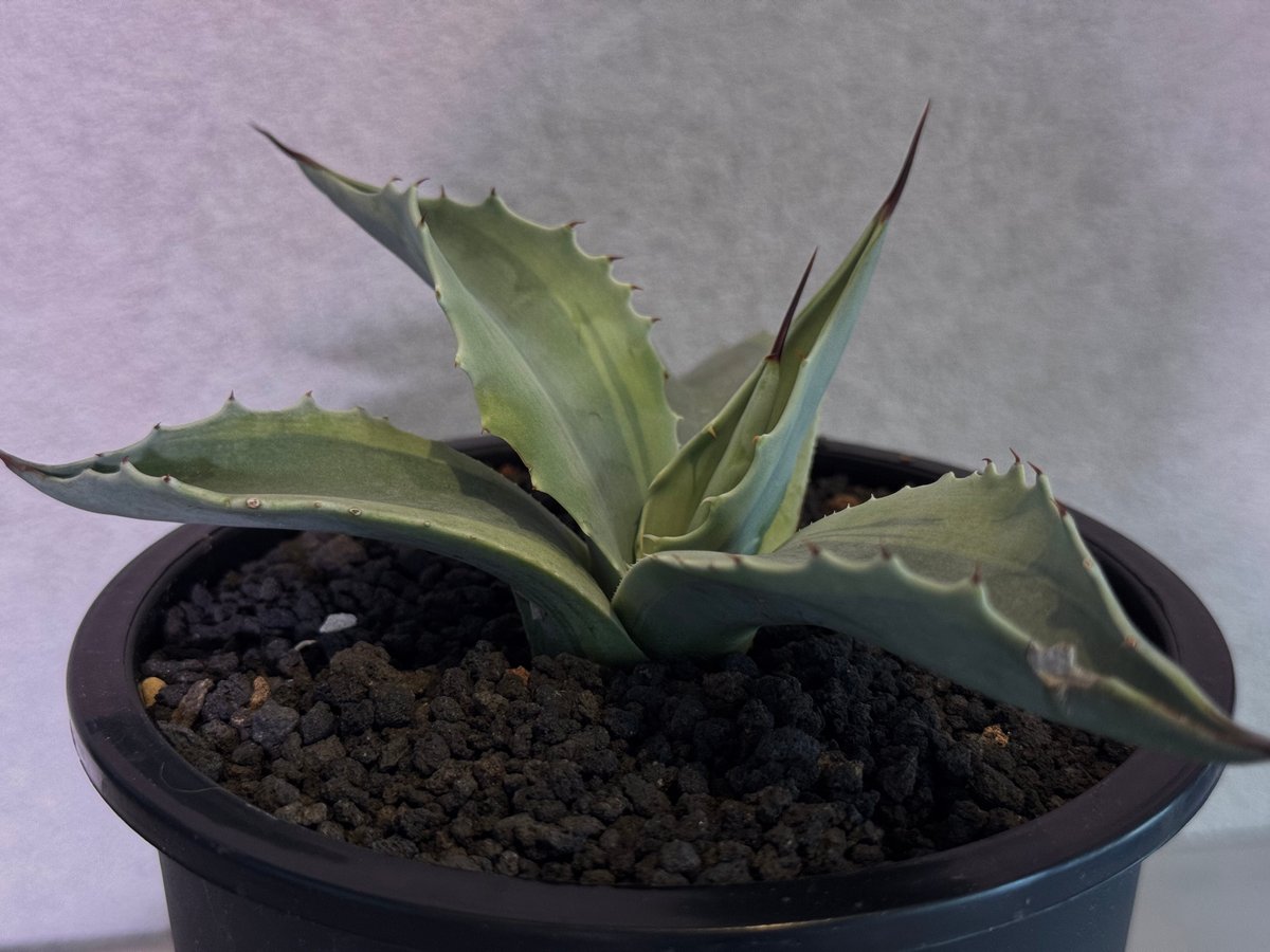 アガベ・オバティフォリア（オルカ）｜（芽）-003｜ agave