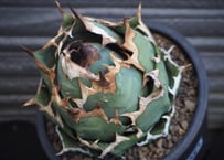 アガベ・チタノタ ビースト-003（芽）｜agave titanota beast | Plu