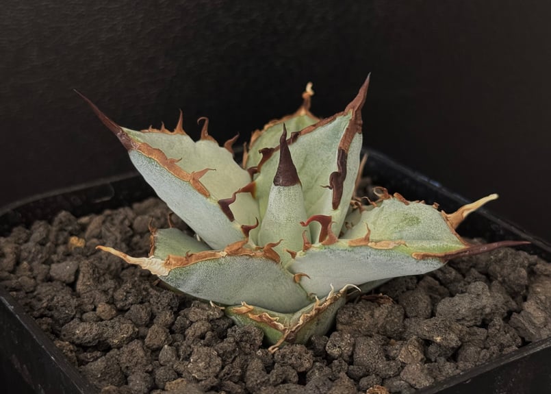 アガベ・チタノタ LQH_土（芽）006｜agave titanota saturn | Pl