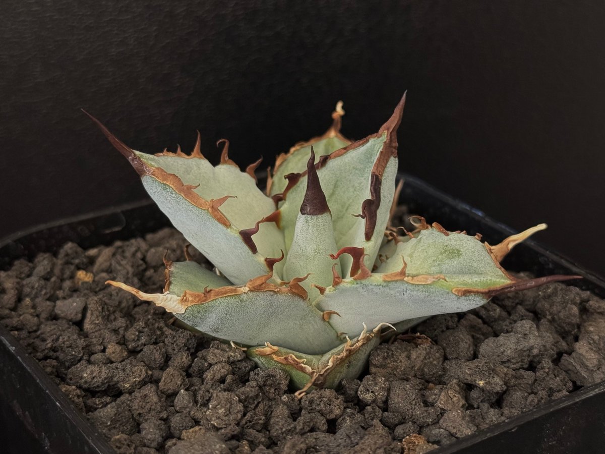 アガベ　チタノタ　レジェンド子株（ダブルヘッド） アガベ チタノタ レジェンド子株（ダブルヘッド） アガベ